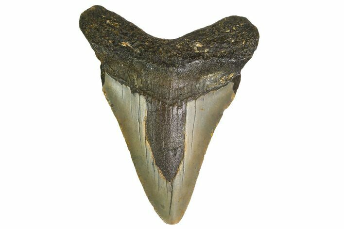 Bargain, Megalodon Tooth - North Carolina #152922
